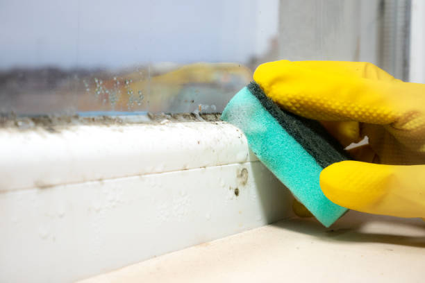 Professional Mold Removal in Garrison, ND