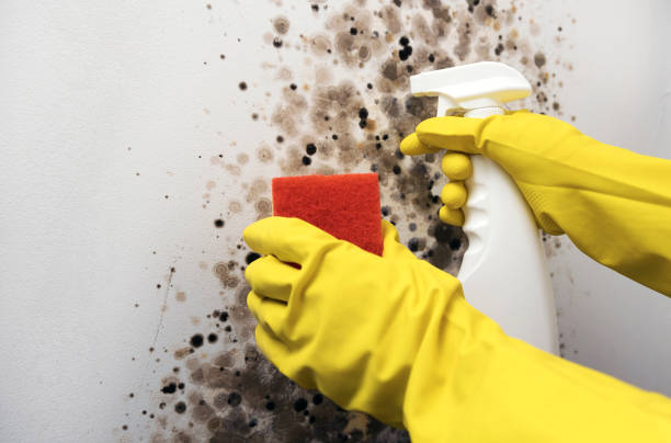 Best Home Mold Removal  in Garrison, ND