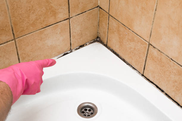 Home Mold Removal in Garrison, ND